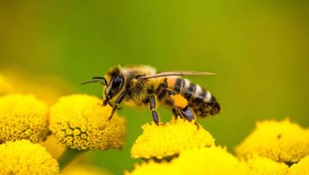 Bal arılarını yok eden hastalık için dünyanın ilk aşısı onaylandı